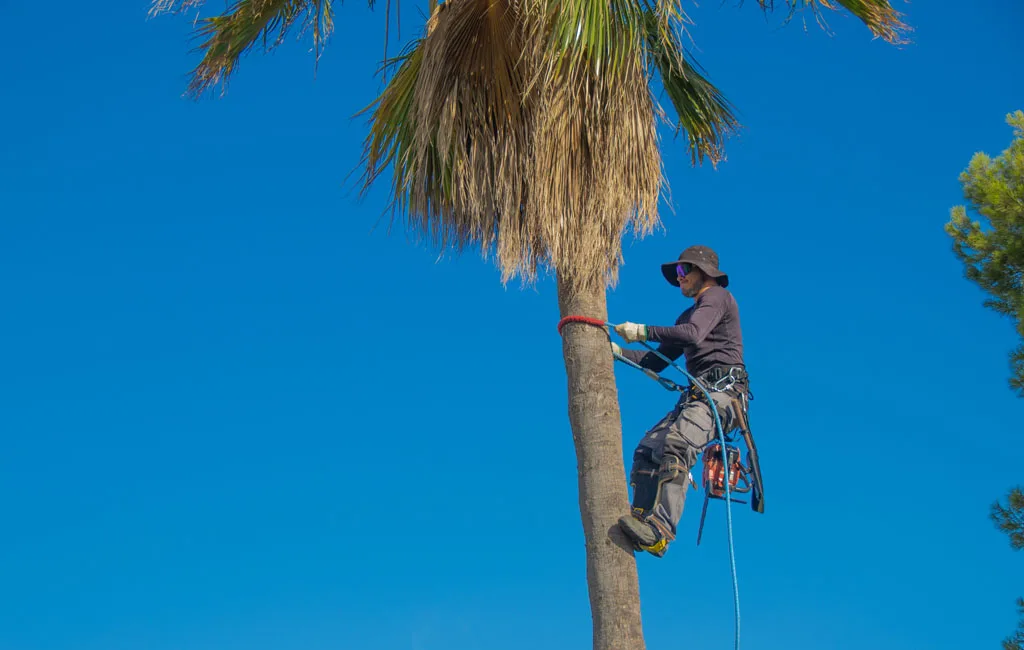 Pasco Hernando Land Services - Tree Services Image 1