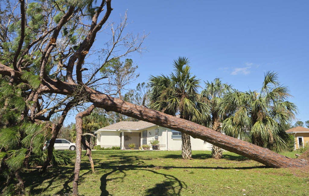 Pasco Hernando Land Services - Hurricane Cleanup Services Image 1